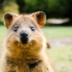 Where to meet Australia’s cutest animals