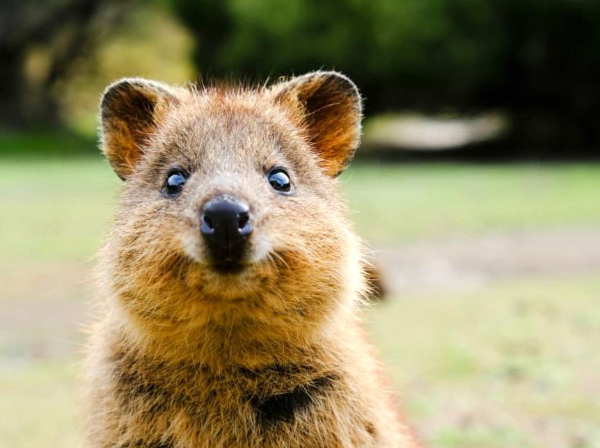 Where to meet Australia’s cutest animals