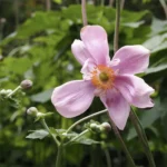 What Is The Blue Mountains Botanic Garden Known For?