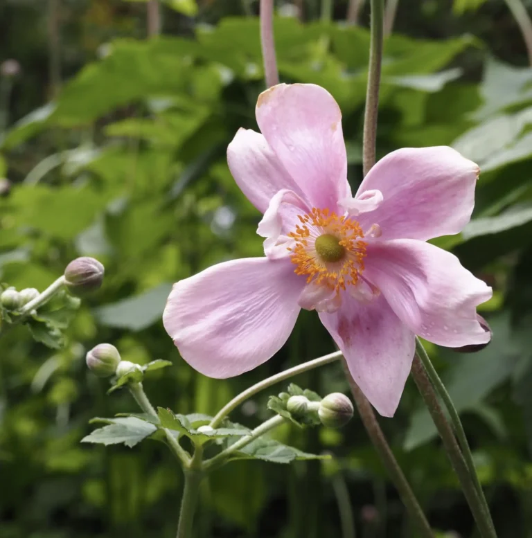 What Is The Blue Mountains Botanic Garden Known For?